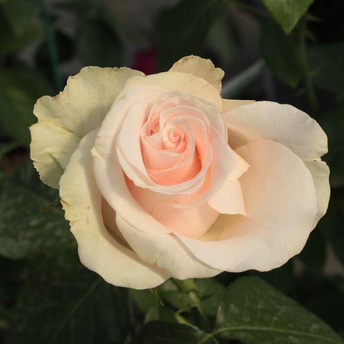 Vendita, rose rose ibridi di tea - rosa - Rosa Csini Csani - rosa dal profumo discreto - Márk Gergely - ,-